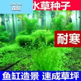 Водная травянистая травяная кожаная новичка Живые