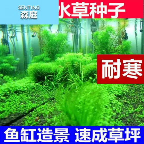 Водная травянистая травяная кожаная новичка Живые