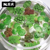 Рыба -аквариум для утки водные травы