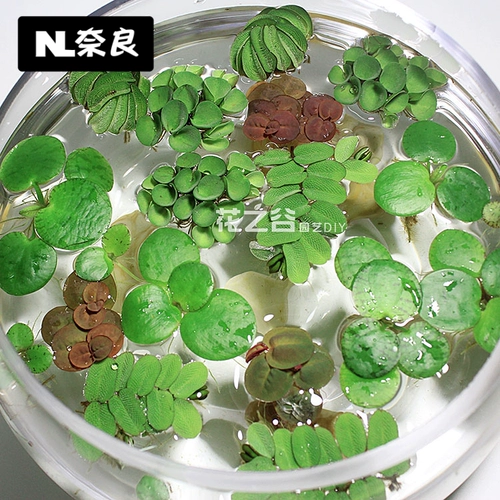 Рыба -аквариум для утки водные травы