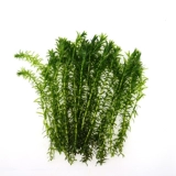 Cao Grass Live Body негативное после пейзажа, водяная трава ленивая, хорошо очистить качество воды рыбной ландшафт золотой рыб