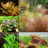 Рыбная травяная бак декоративная вода трава ландшафтная пакет