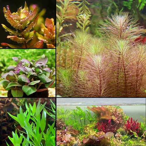 Рыбная травяная бак декоративная вода трава ландшафтная пакет