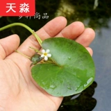 Рыба -аквариум для утки водные травы