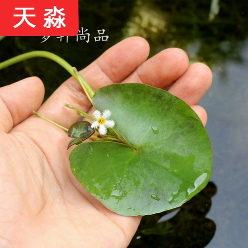 Рыба -аквариум для утки водные травы