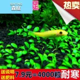 Водная травянистая травяная кожаная новичка Живые