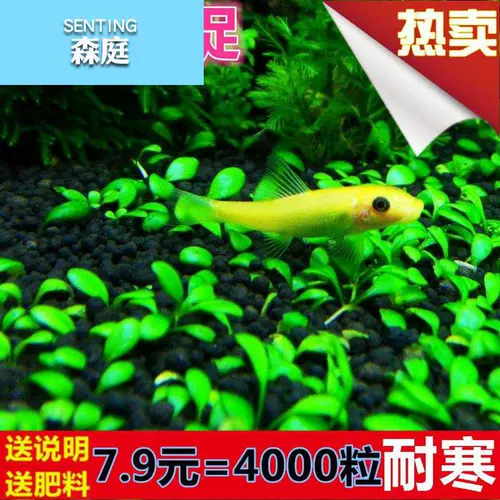 Водная травянистая травяная кожаная новичка Живые