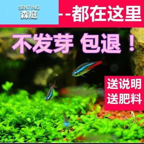 Водная травянистая травяная кожаная новичка Живые