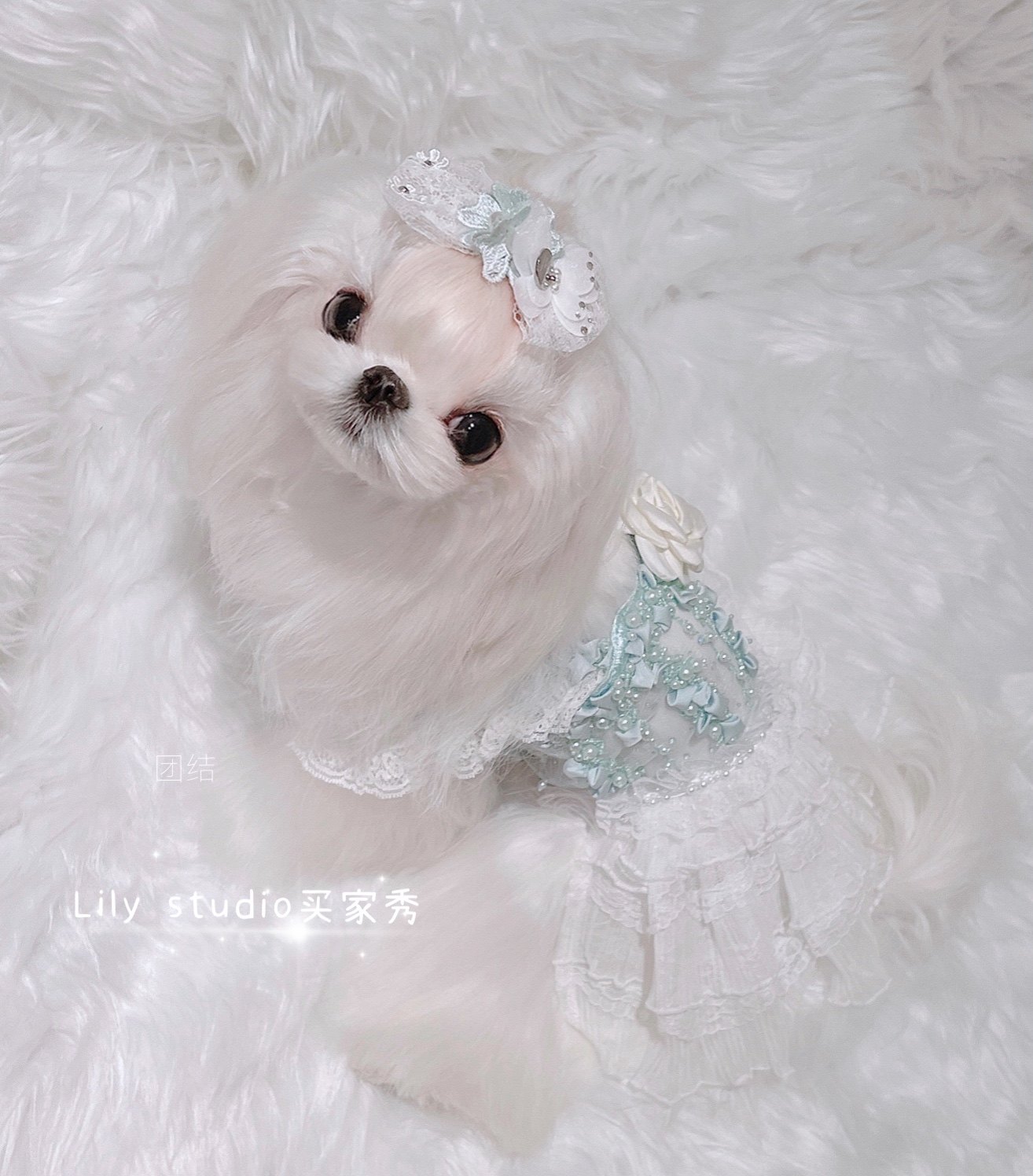 Lily studio handmade pet headgear Teddy Yorkshire Shisch Marzis lace flower hairpin