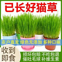 Cat grass sloth cat grass has been planted with good cat grass potted ready-to-eat hydropony to go to Maoball kitty snacks cultivation