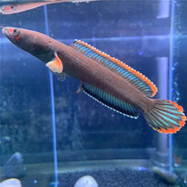 Tropical Fish Seven Colors Thunder Dragon Fish Asam Milk Tea Psychical Red Blood Spotted Lyron Gold Dust Thunderdragon Ferocious Fish Can Interact