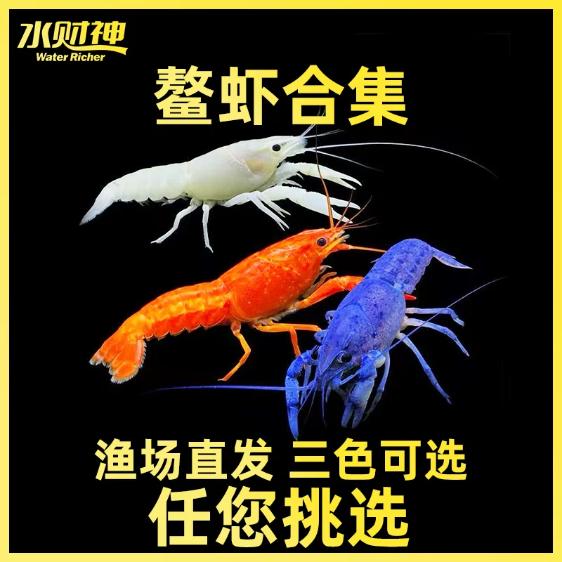 [蓝鳌虾橘鳌虾/白鳌虾鳌虾侏儒橘鳌虾/佛兰虾樱花虾2只装]