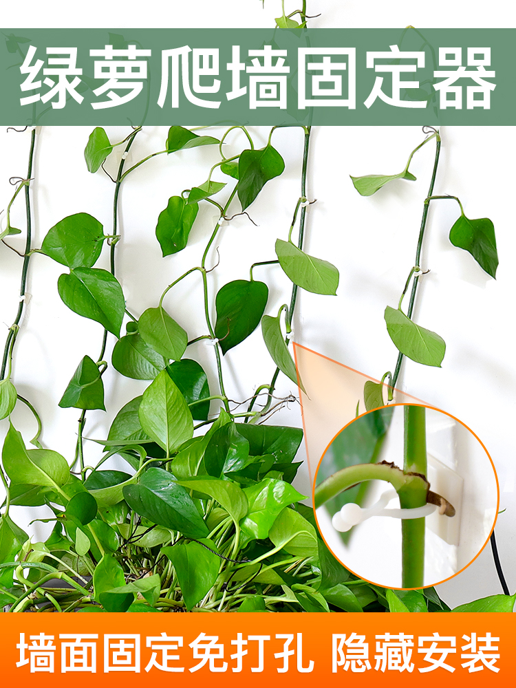 Green green plant climbing wall fixed artifact without trace household buckle climbing room with hook fixed clamp on the wall of the vine plant