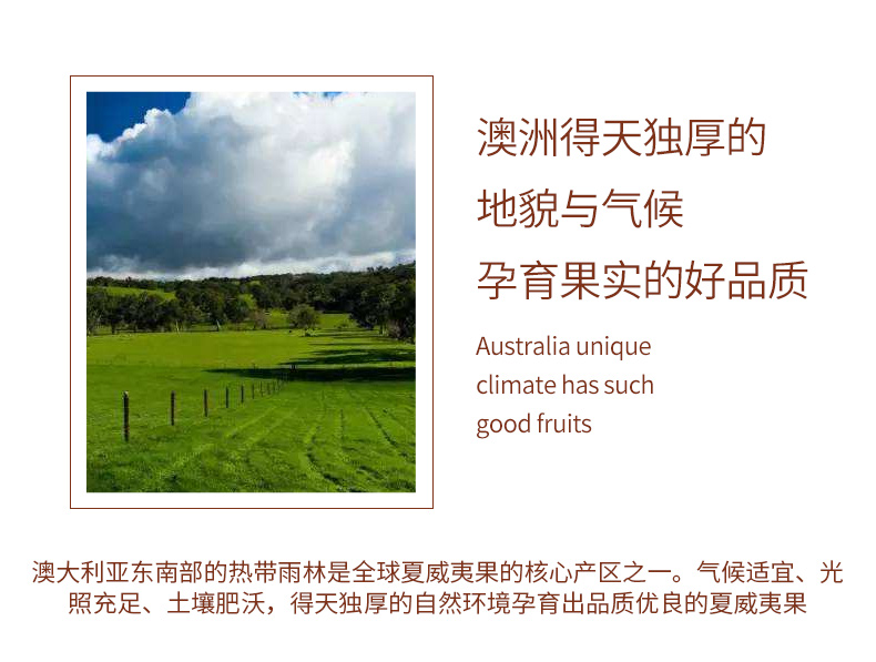 味渝堂精选奶油味夏威夷果500g