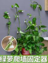 Grill green rot climb wall artifacts plant green fixer green vine climb wall hanging household room no