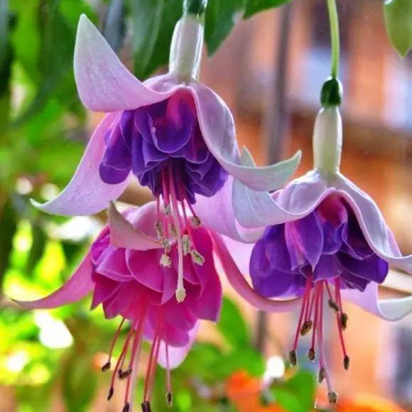 Фуксия Семенами Выращивание Купить