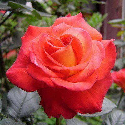 大花月季花苗緋扇扉扇大花強香巨型花開花勤花園露臺玫瑰花苗