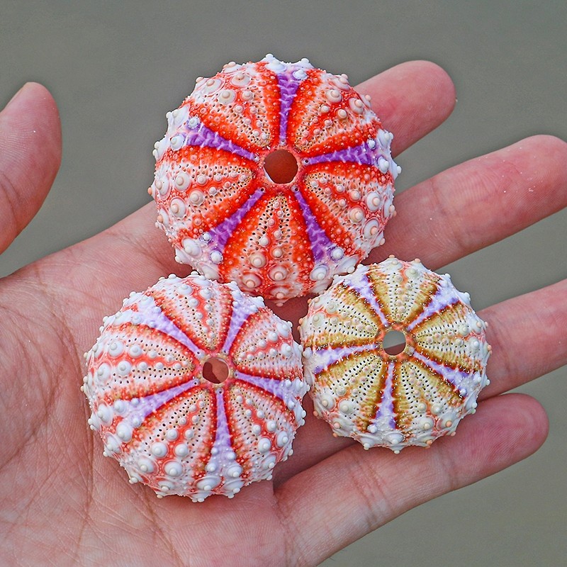 Natural New SeaStar Shells Sea Snail Medal Seawall Snail Shop Windows Design Creative Gift Decoration Collection Specimens-Taobao