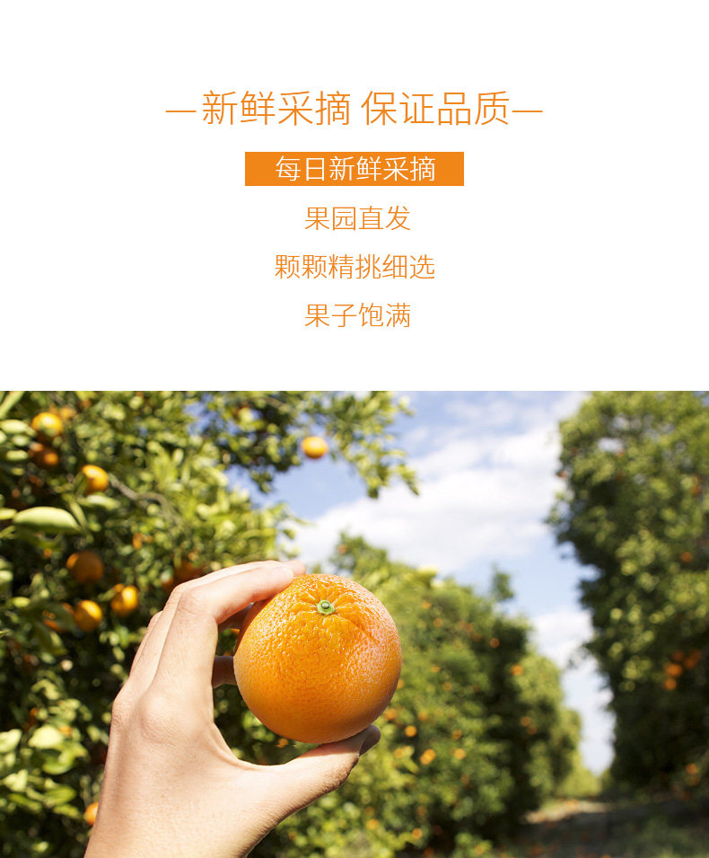 湖南麻阳冰糖橙 9斤 图4