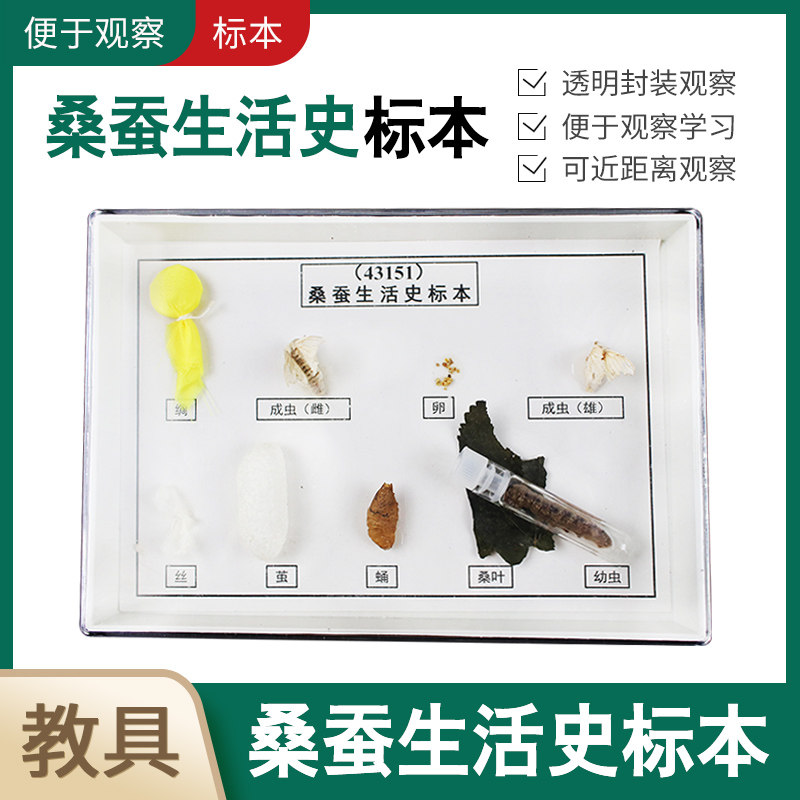 桑蚕生活史标本 科学实验器材 物理仪器 教学仪器