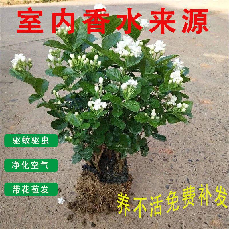 Floral green plant with flower buds jasmine flower potted jasmine flower potted jasmine with heavy petals Jasmine potted indoor balcony 4 seasons floral green plant