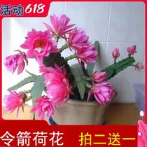 Grafting crab claw orchid arrow Lotus potted fish bone fleshy lotus plant four seasons flower Heavy Petal potted