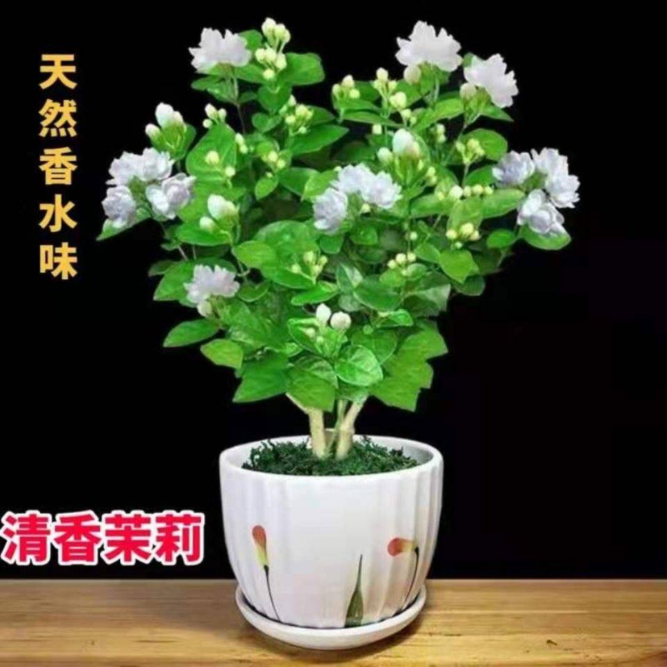 Jasmine Flower Potted Flower Bud Heavy Aroma Type Good Raising Indoor Yang Season Flowers Mosquito Repellent Purifying Air Flower Garden Straight Hair