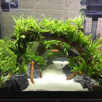 Iron Crown Water Grass Sunken Wood Water Ficus Fine Leaf Iron Aquarium Decoration Soilless Grass Fish Tank Landscape