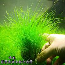 Freshwater fish tank tropical landscaping decoration real water grass crawling lawn cow wool felt grass foreground introduction
