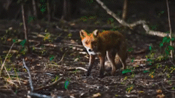 Pr插件合集一键安装调色转场字幕磨皮剪辑预设包支持CC2018201920