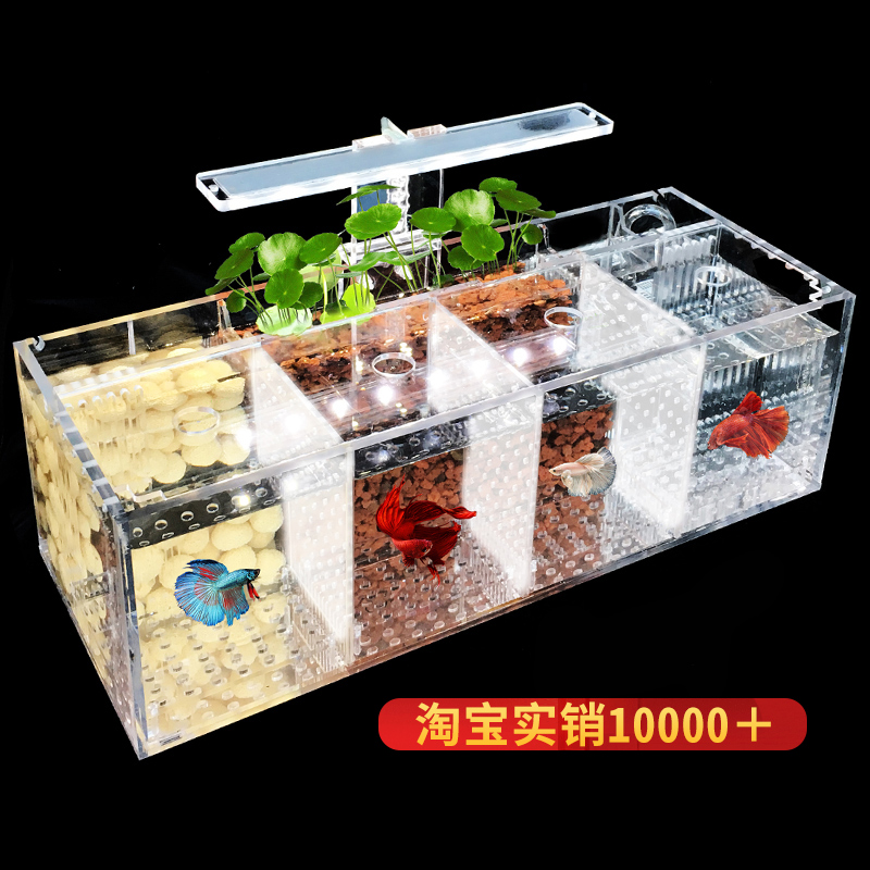  Bucket Fish Tank Peacock Fish Breeding Isolated Case Acrylic Group Volleyball Cylinder Living Desktop Eco-Creativity