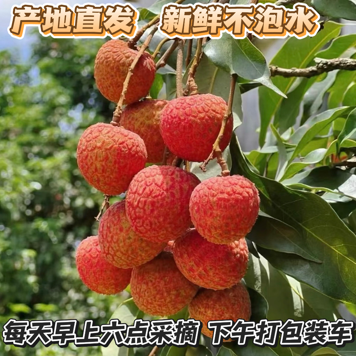 【现货在发】正宗高州老树白糖罂荔枝!新鲜到爆汁!一口沦陷!-荔枝-淘宝好物网