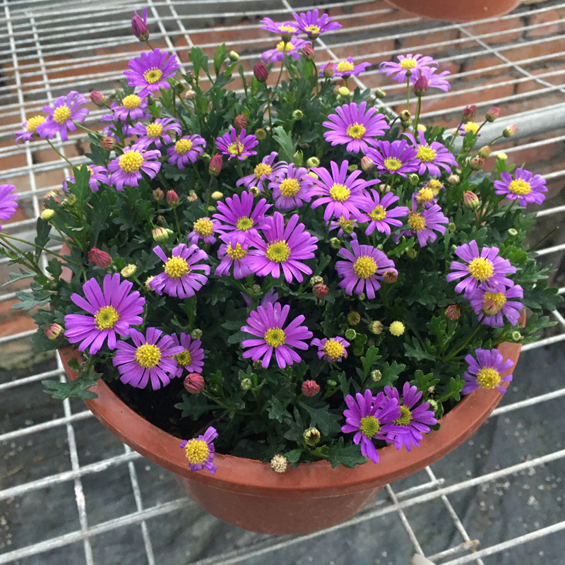 姬小菊花苗盆栽室外庭院陽臺窗臺花卉花四季開花季小菊盆栽帶花發