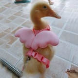 Четырех -летний магазин 11 цветов утки веревочный сундук с подтяжкой веревка