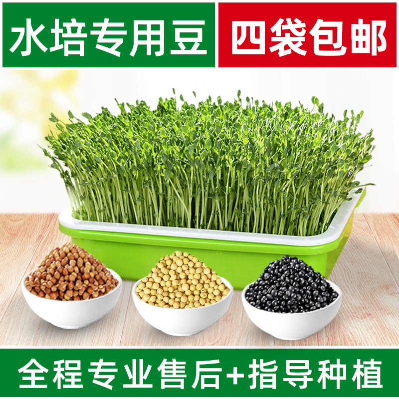 Wheat Seed Bean Sprout Germination Basin Waterless Bacon Vegetable Soil Cultivation Vegetable Equipment Bean Fry Family Planting Pan Nursery Pan Seedling Tray