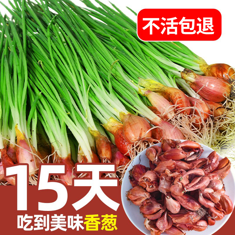 Green onion seeds, spring onion seeds, red onion seeds, red head, balcony seeds, seedlings, vegetables, potted green onion