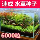 Рыба аквариума водная трава семена Аквариум Украшение быстро