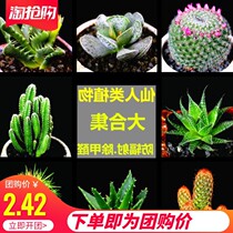 New succulent plant cactus green plant potted super cute meat indoor cactus new anti-spoke