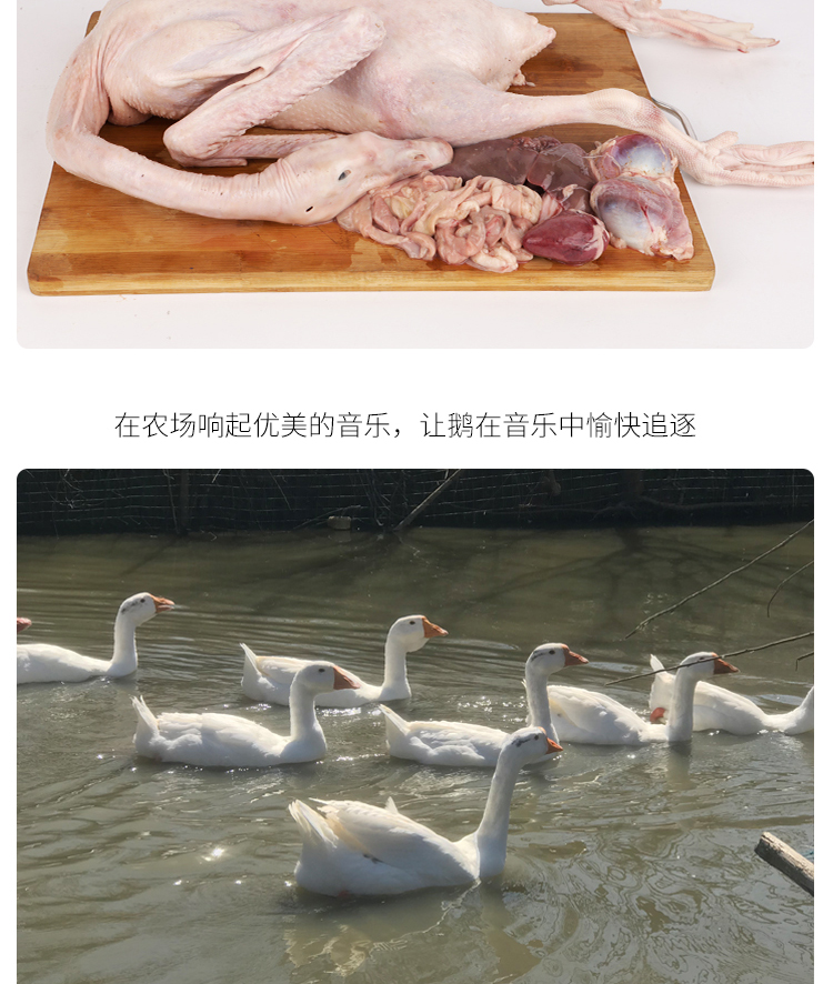 铁锅炖大鹅中的大鹅 杀后重6斤 图8