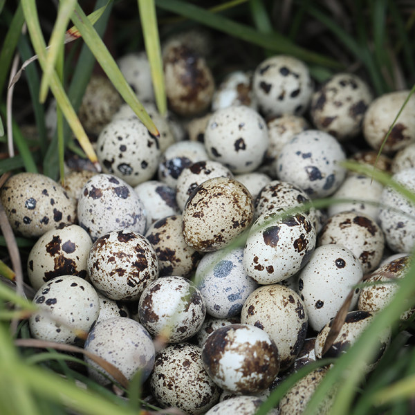 简珍 新鲜鹌鹑蛋 100个共1000g 天猫优惠券折后¥19.9包邮(¥24.9-5) 简珍 新鲜鹌鹑蛋 100个共1000g 天猫优惠券折后¥19.9包邮(¥24.9-5)