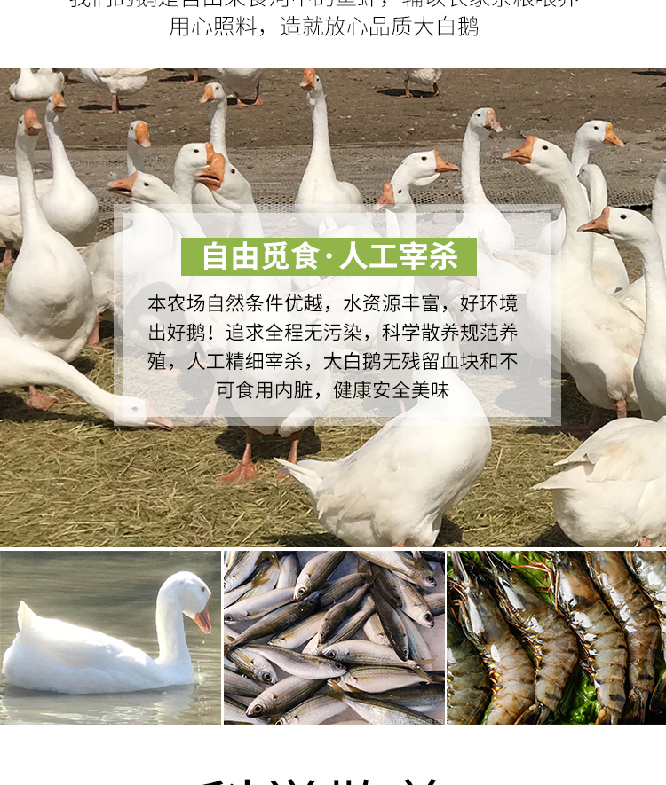 铁锅炖大鹅中的大鹅 杀后重6斤 图6
