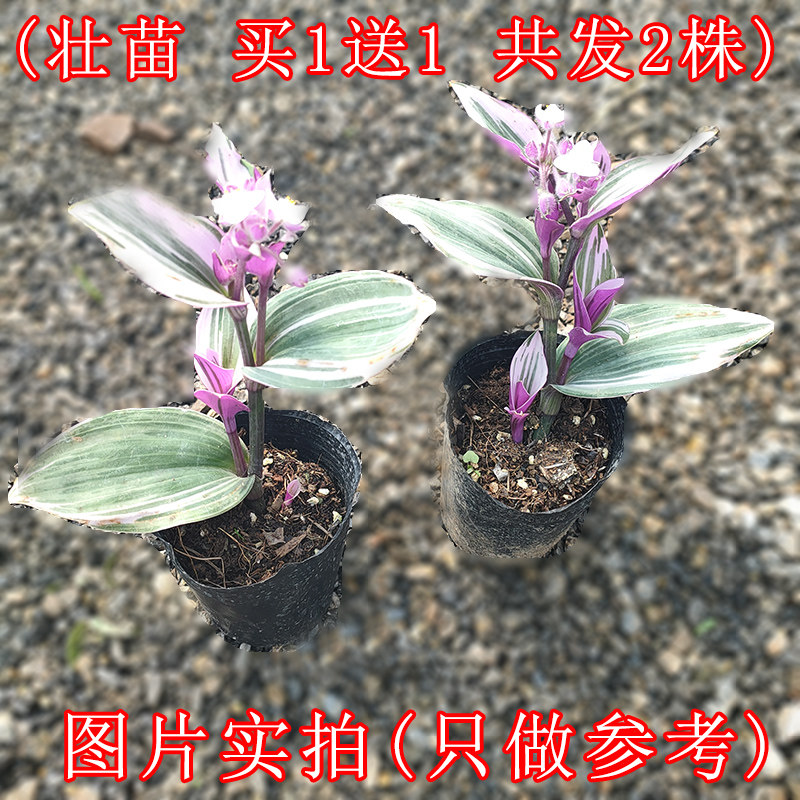 馥郁芳华 油画婚礼 吊兰桌面盆栽 天猫优惠券折后￥5.8起包邮（￥8.8-3）