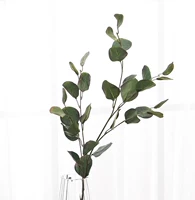 (Осенний цвет) Эвкалипт круглолистный