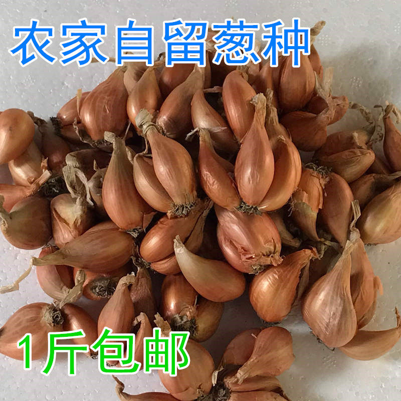 Northern Jiangsu farmhouse fresh red onion seeds potted dried shallots fire onion seeds shallots onion fruit 5 kg