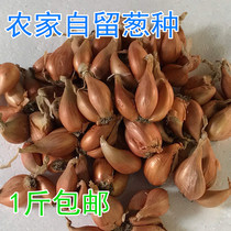 Northern Jiangsu farmhouse fresh shallot seeds potted dried shallots head turkey onion seeds chives head shallot fruit 5 catties