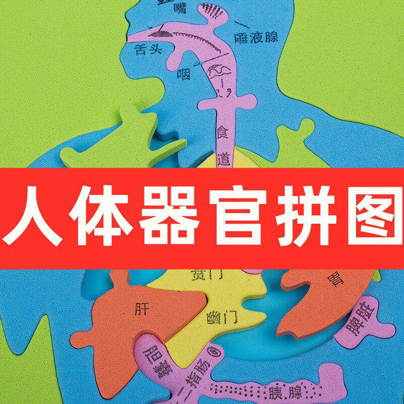 Large Human Organ Model Children's Edition Human Digestion System Puzzle Wall-chart Kindergarten DIY Tools Teaching EVA Technical EVA Small Making Vinal Science Experimental Equipment