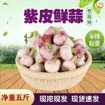 New garlic 2021 new garlic Shandong purple fresh garlic fresh garlic fresh garlic wet tender garlic 5kg now dig