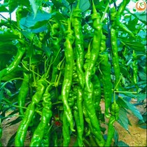 Screw pepper fresh super spicy screw chili spicy spicy wrinkled pepper green pepper Thin skin green pepper wrinkled pepper green pepper green spicy New
