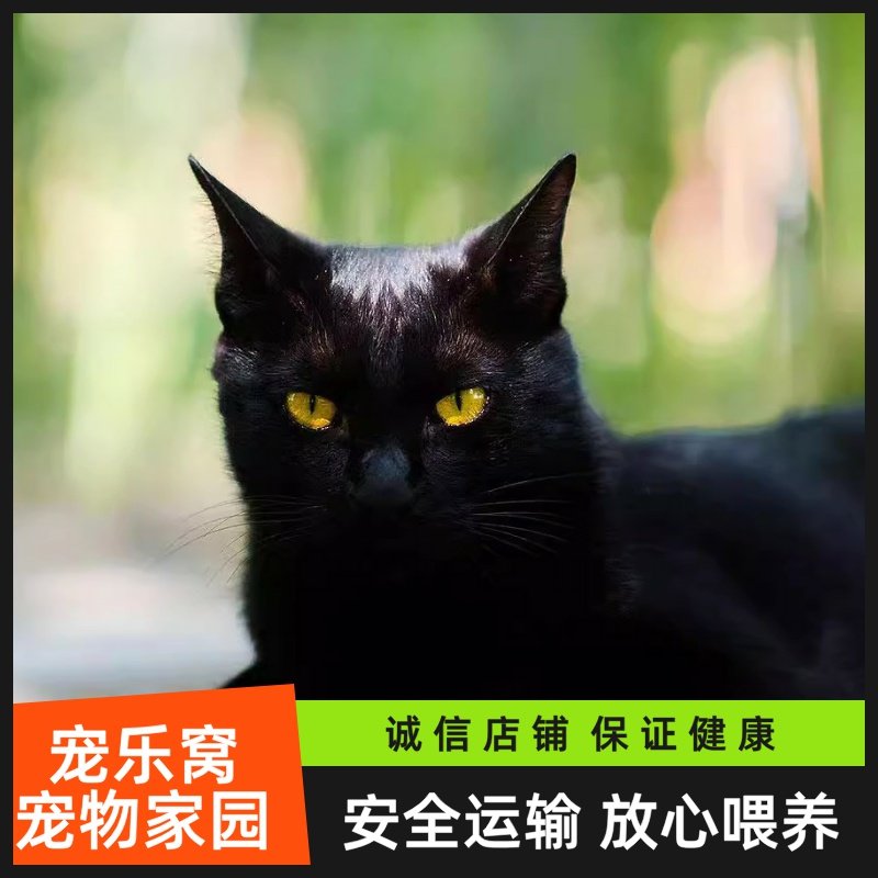 🐾 黑猫玄猫，纯正血统的田园猫宝宝🐾-猫咪-淘宝好物网