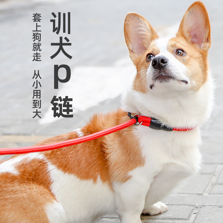 Small dog P chain traction rope with teddy dog ​​chain small medium large dog golden retriever walking dog rope pet supplies